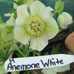 Hellebore Anemone White